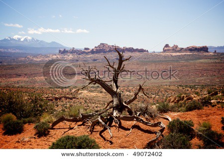 stock-photo-dead-tree-stands-in-a-remote-desert-landscape-with-shrubs-on-the-ground-rock-formations-can-be-49072402